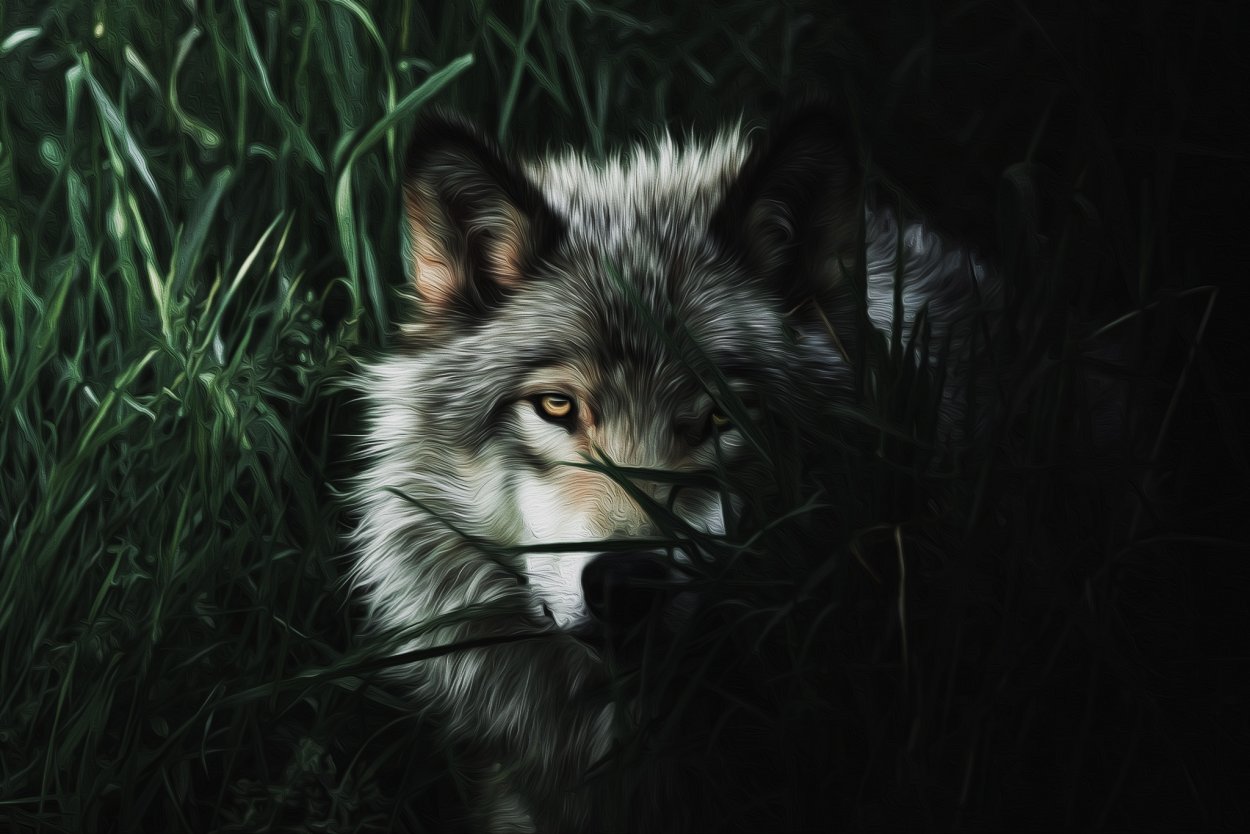 Волк красивый