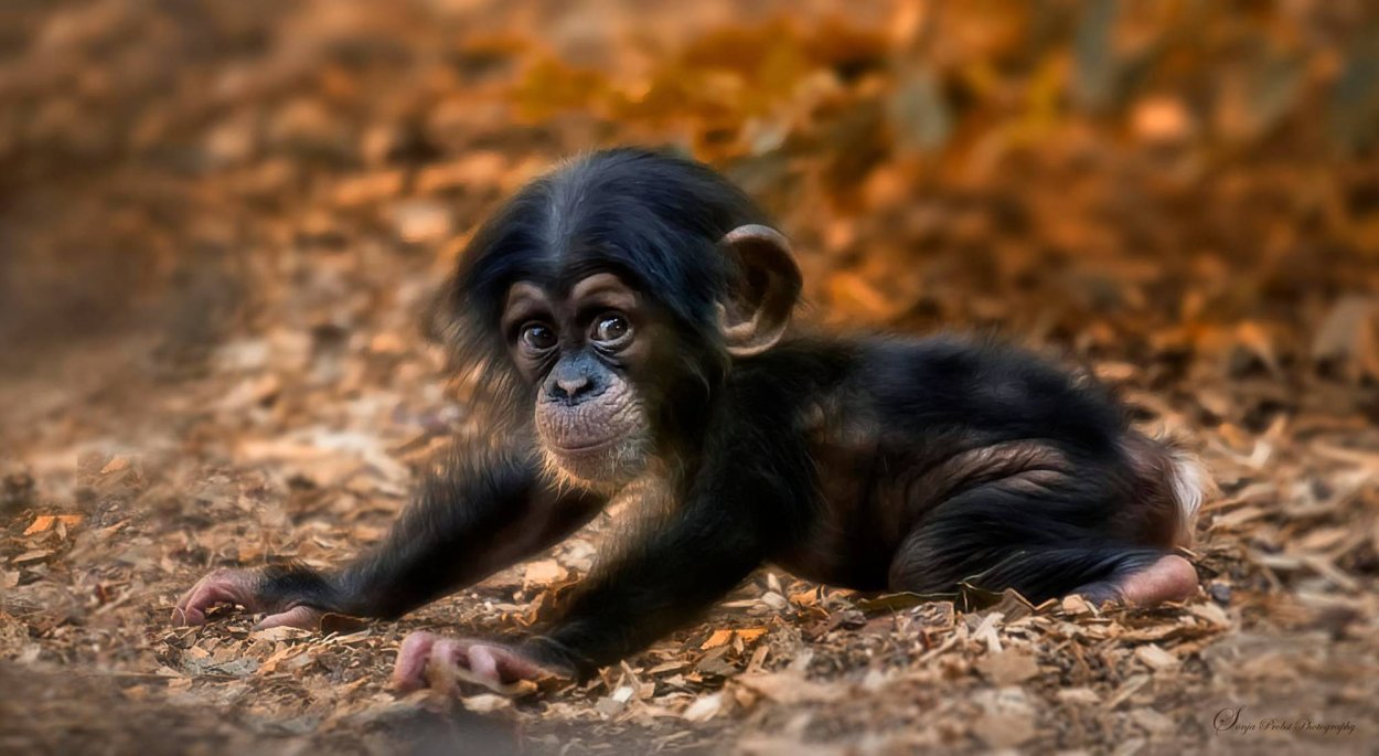 Самая красивая обезьянка в мире