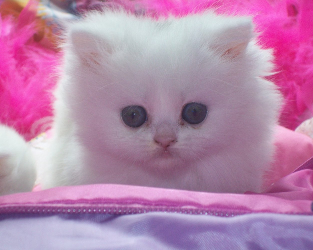 Телефон киса. Розовый котенок. Котята милашки. Красивые пушистые котята. Маленькие котята пушистые.