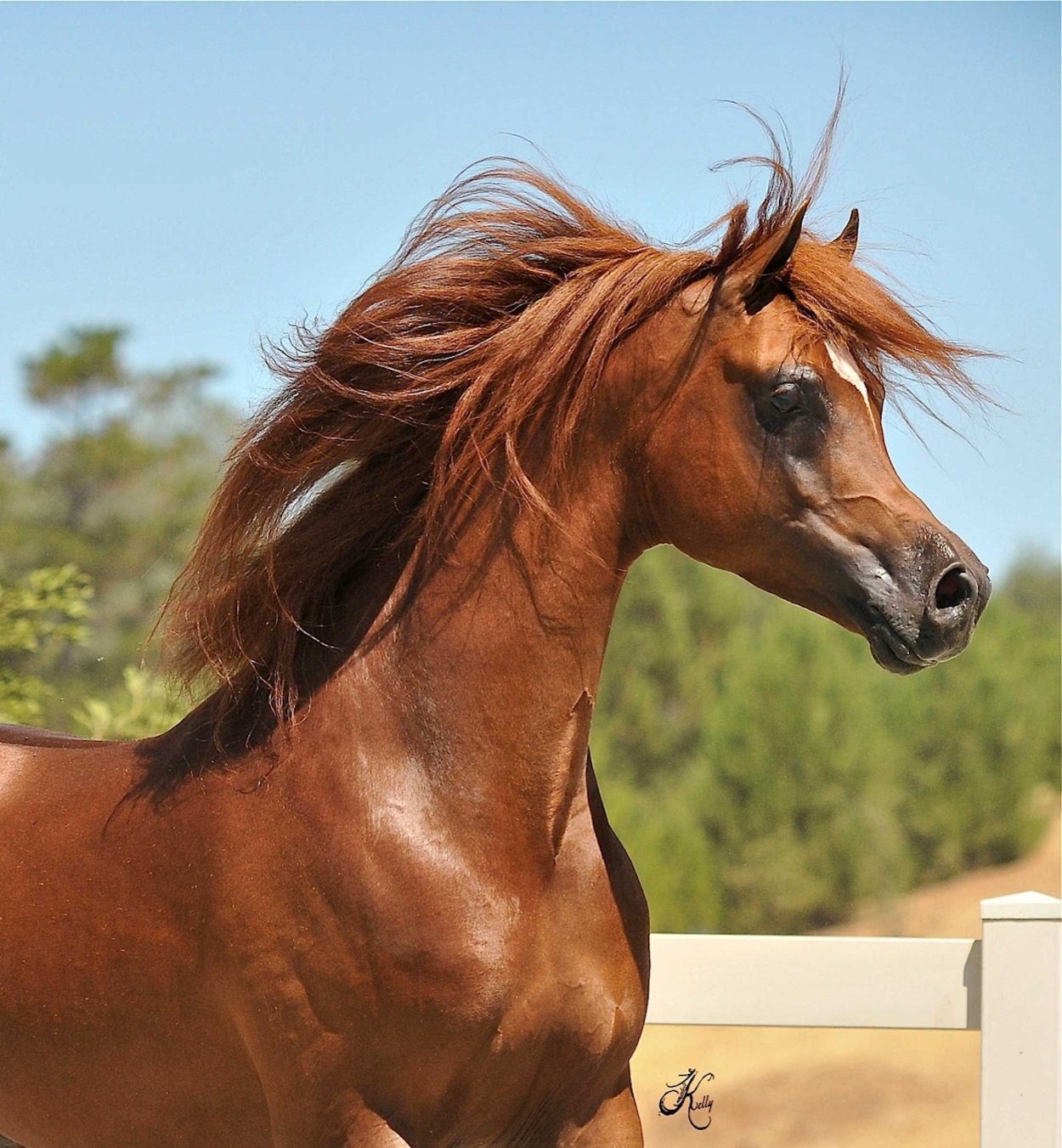 Чистокровная арабская лошадь 5