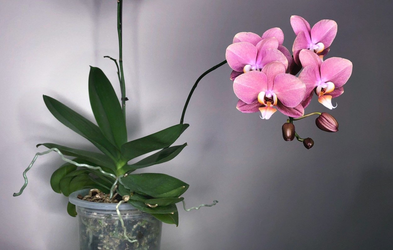 Орхидея кастор