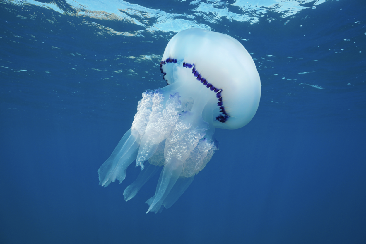 Медуза корнерот. Медуза корнерот в черном море. Ризостома Пульмо медуза. Синяя медуза корнерот. Медуза не умеет плавать в ночи