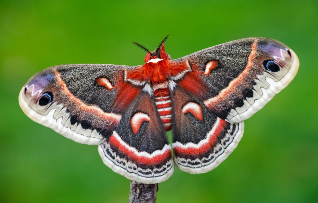 Редкие красивые бабочки