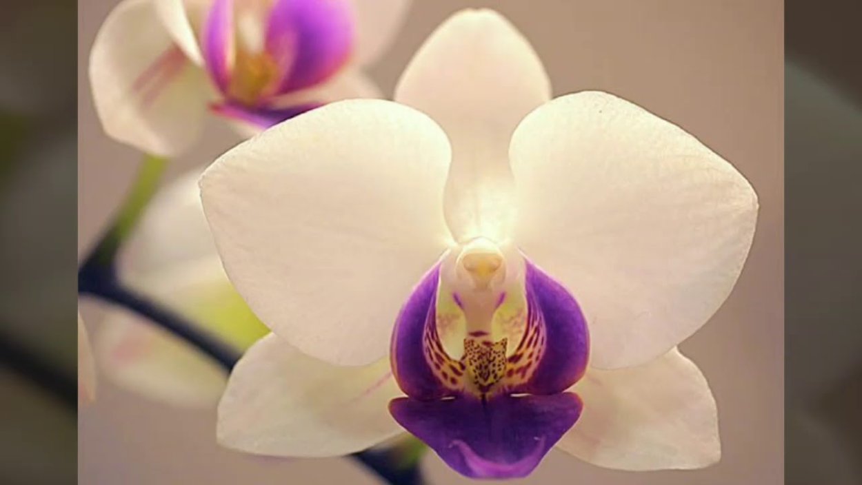 Сиреневая орхидея фаленопсис