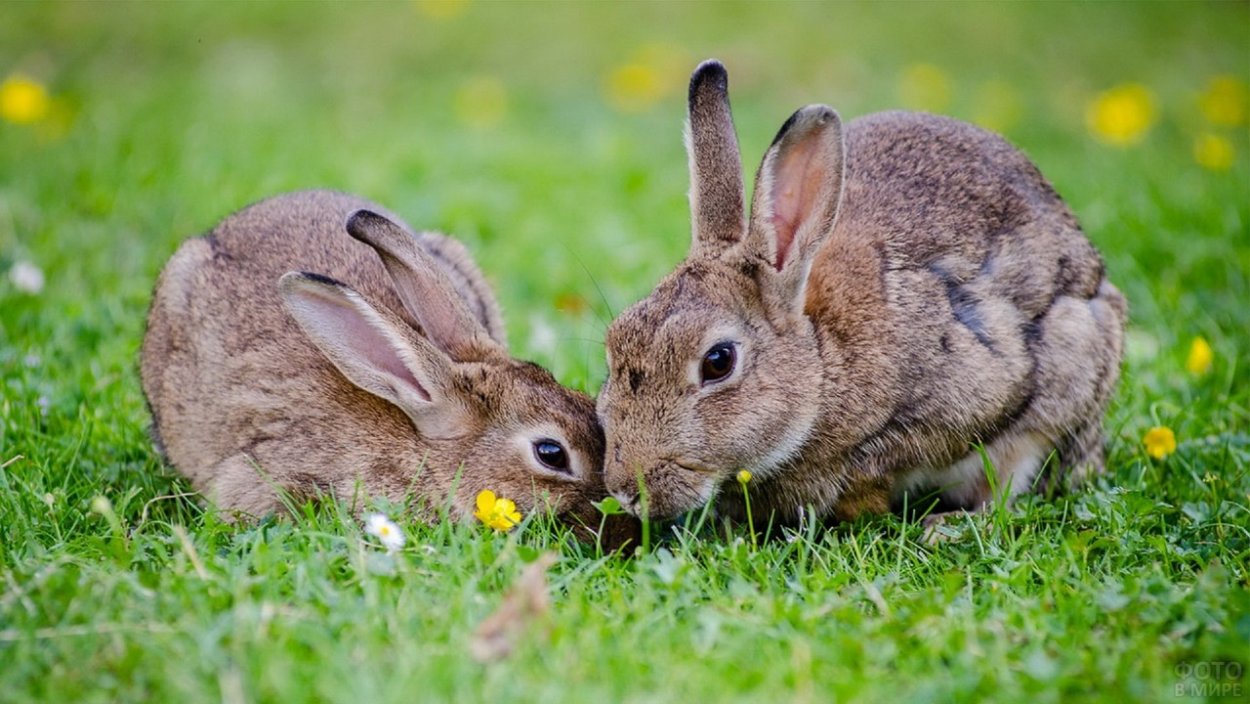 Два зайца