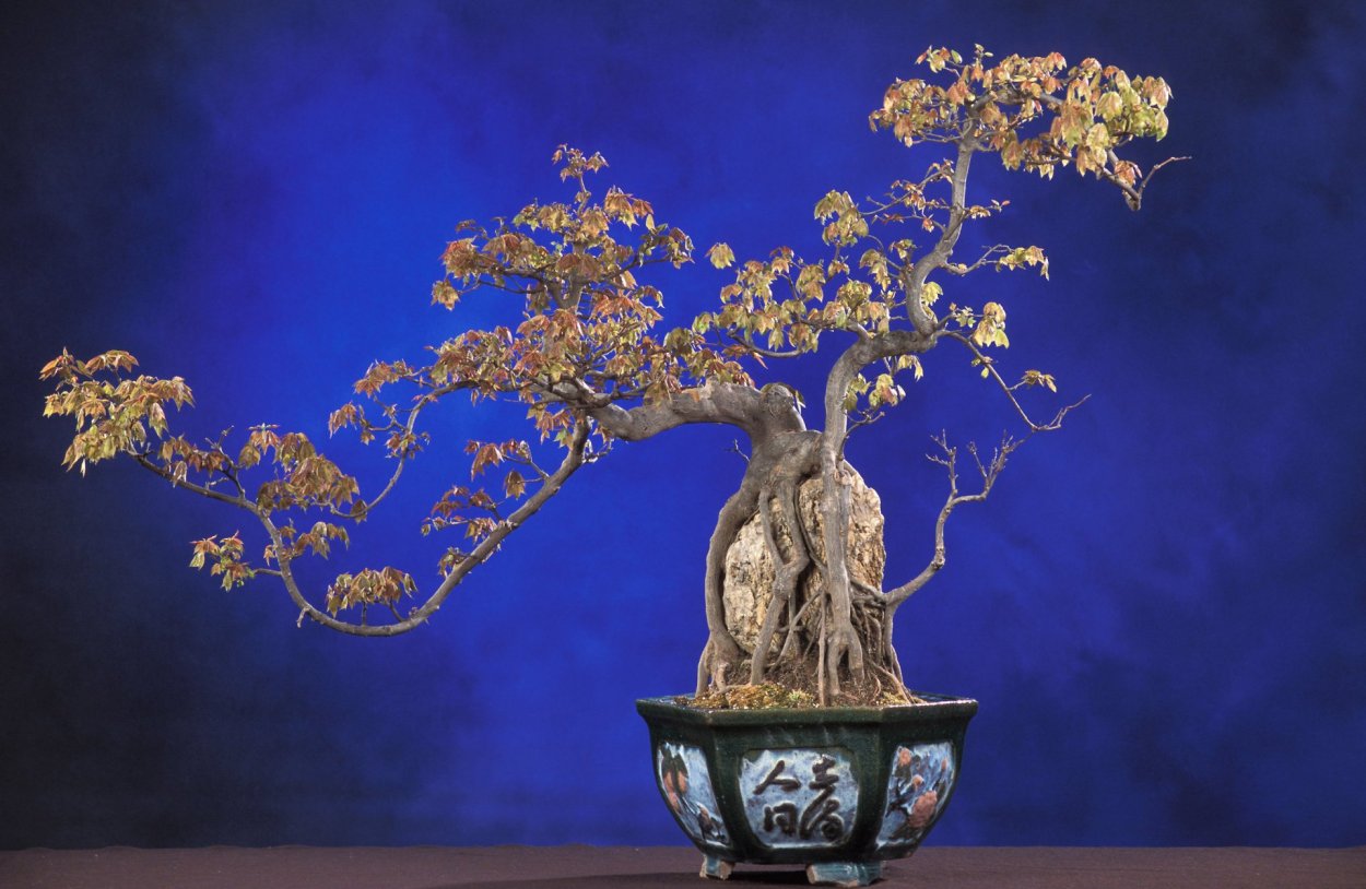Японское дерево бонсай