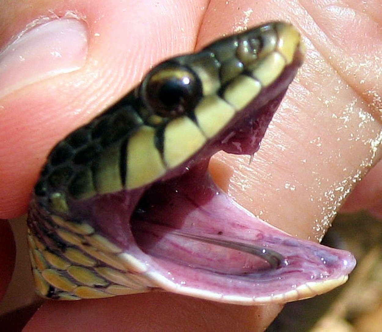 Змеиные зубы