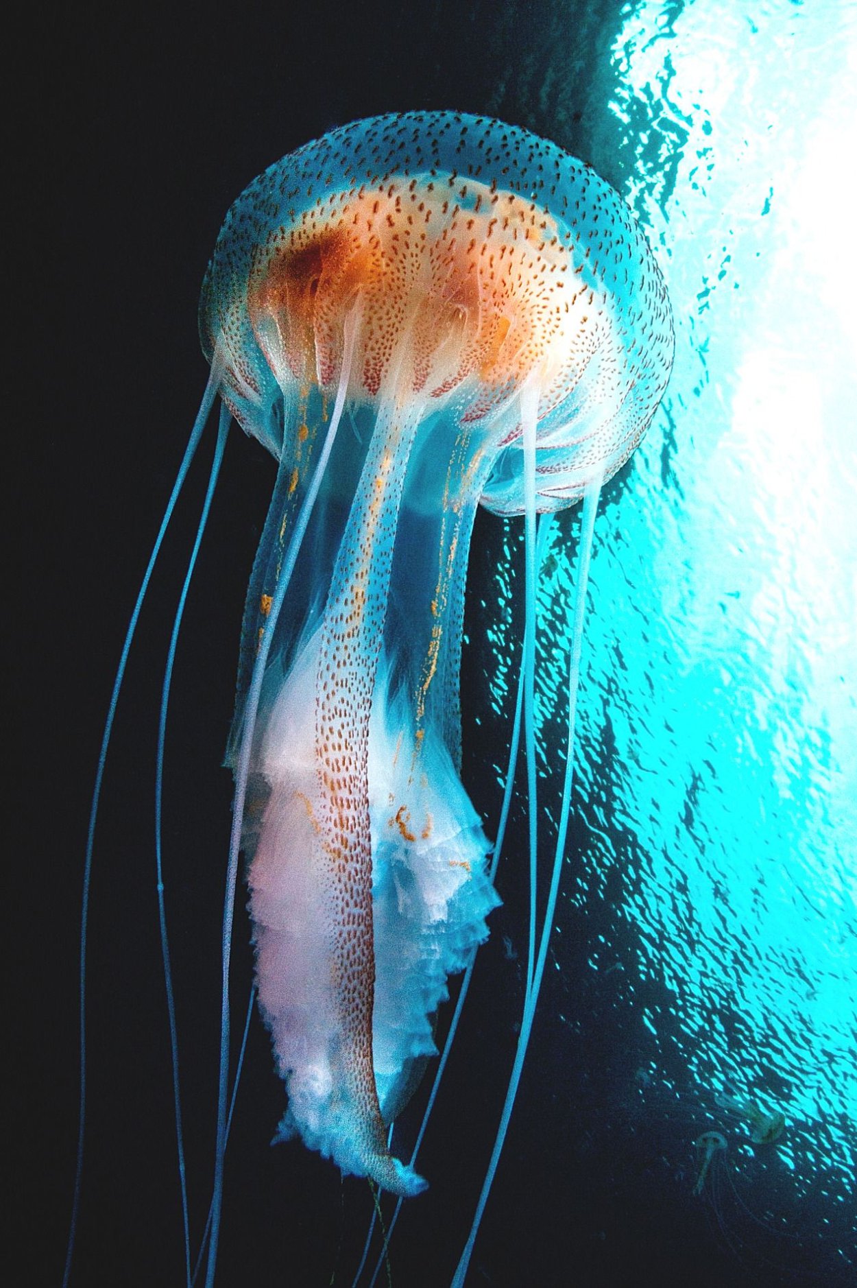 Медуза пелагия ночесветка