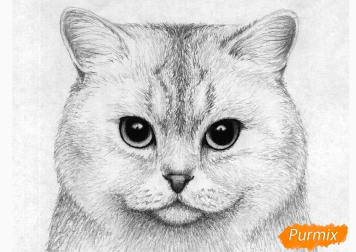 Рисунок котенка карандашом для срисовки