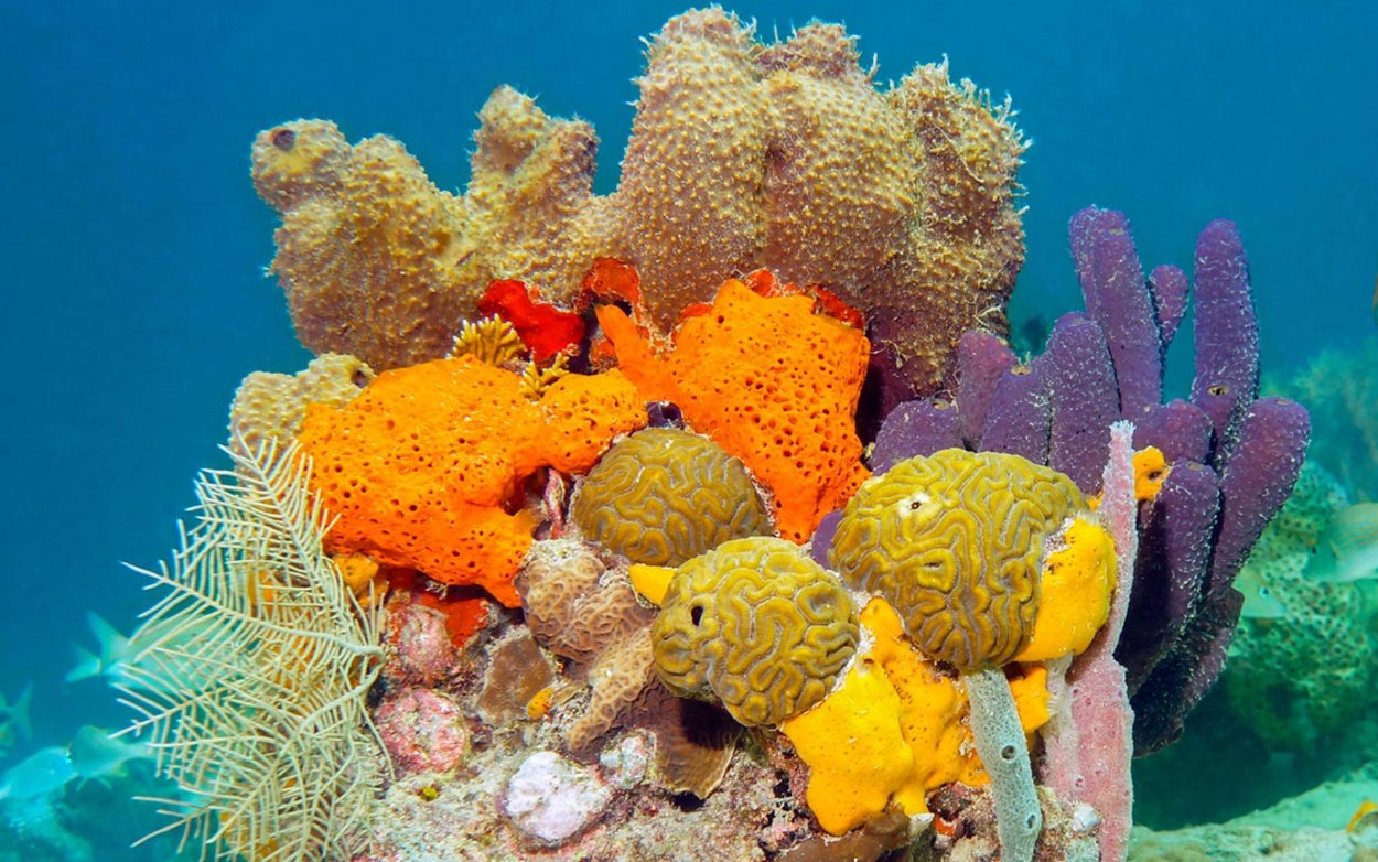 Ветвистые кораллы