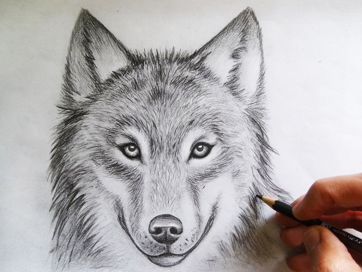 Волк карандашом