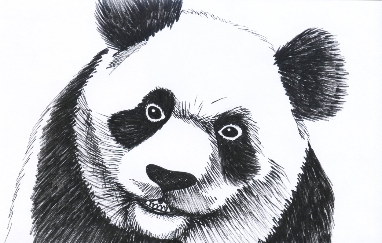 Панда рисунок карандашом легкий