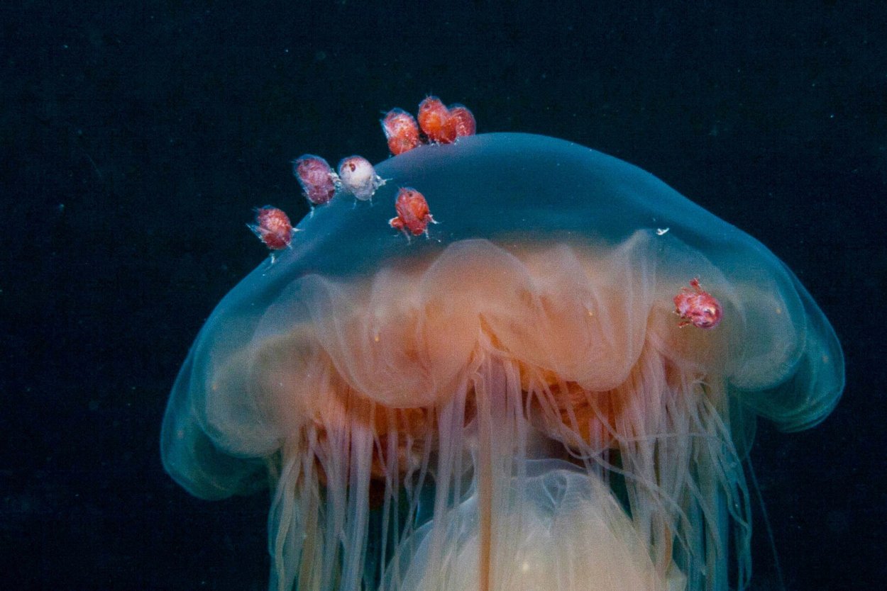 Безобидные медузы