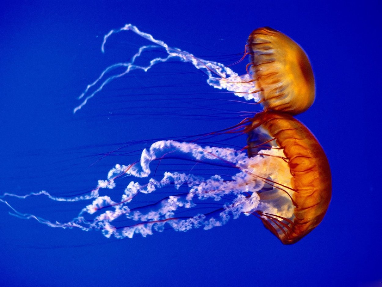 Медуза хризаора