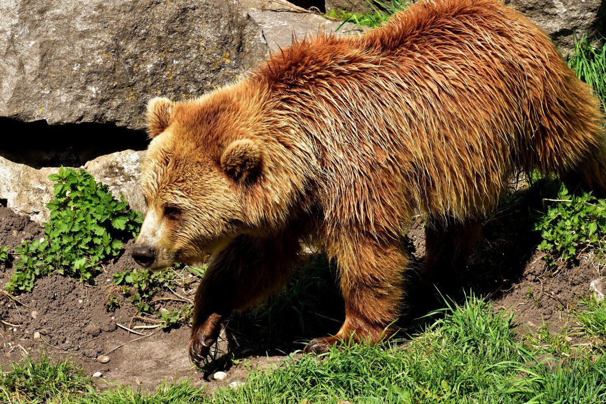 Европейский бурый медведь. Бурый медведь (Ursus arctos). Апеннинский бурый медведь. Закавказский бурый медведь.
