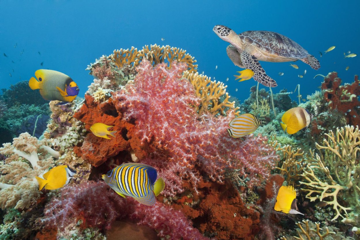 Коралловый риф 4. Риф Туббатаха Филиппины. Туббатаха риф черепаха. Морской парк на рифах Туббатаха. Косумель риф.