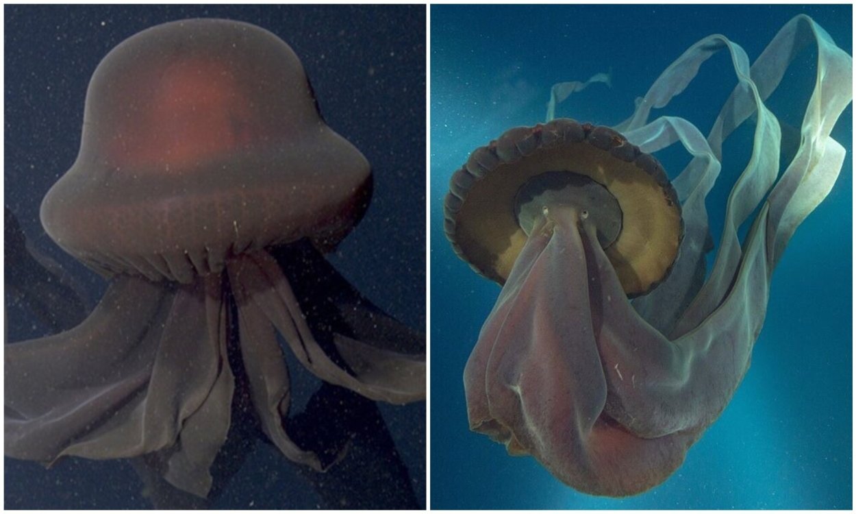 Que hacer si te pica una medusa