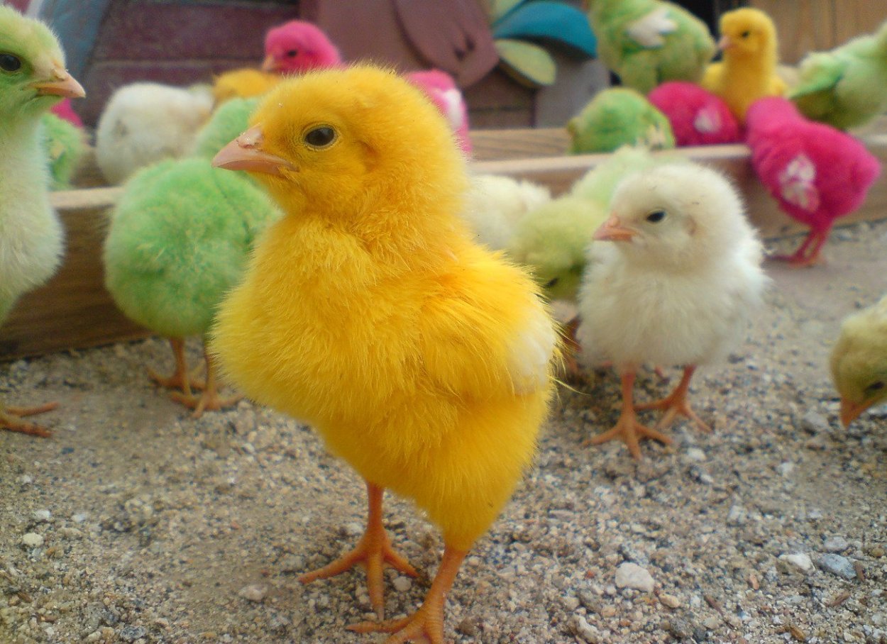 Купить маленьких цыплят. Бройлер Жужа. Цыплята породы Галан. Разноцветные цыплята. Маленькие цыплята.