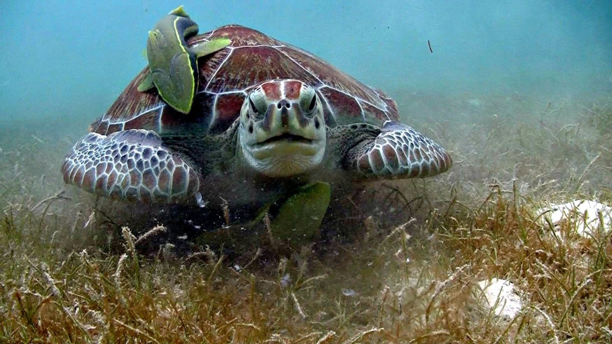 Пляж черепах на шри ланке. Акумаль Мексика черепахи. Хиккадува черепахи. Шри Ланка черепахи. Хиккадува пляж с черепахами.