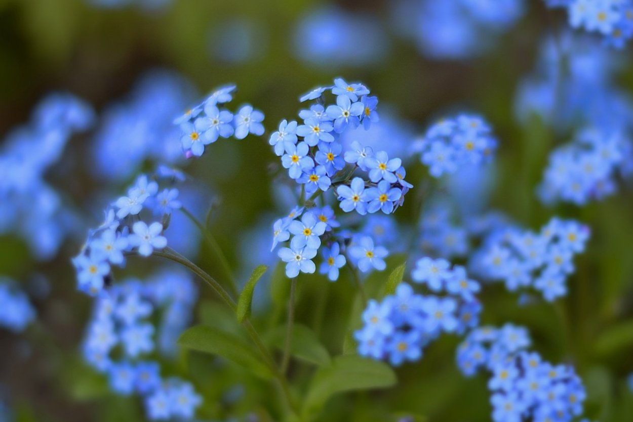 Маленькие голубые цветочки