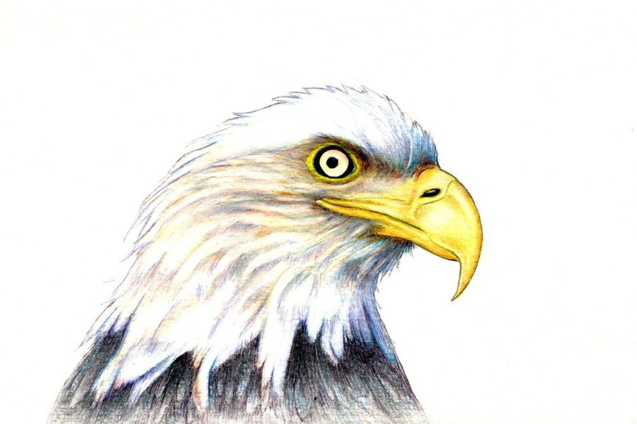Рисунок орла. Белоголовый Орлан рисунок карандашом. Окрас орла нарисованного. Орёл рисунок карандашом цветным. Милый Орел рисунок.