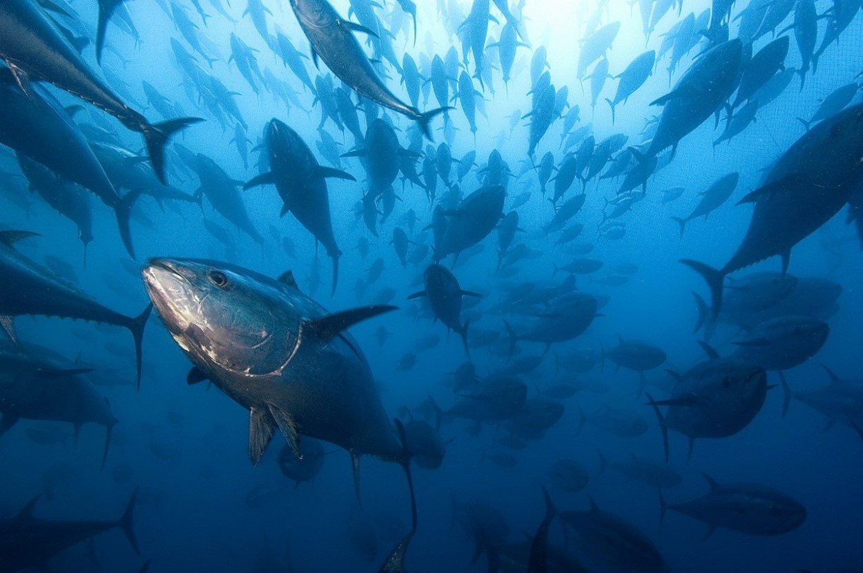 Рыба в океане плавает. Тихоокеанский голубой тунец. Тунец Блюфин. Миграция тунца в тихом океане. Тихоокеанский голубой тунец миграция.