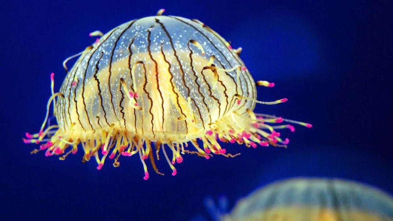 Гидроидные медузы