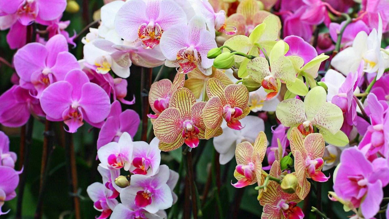 Орхидея экзотик пунш