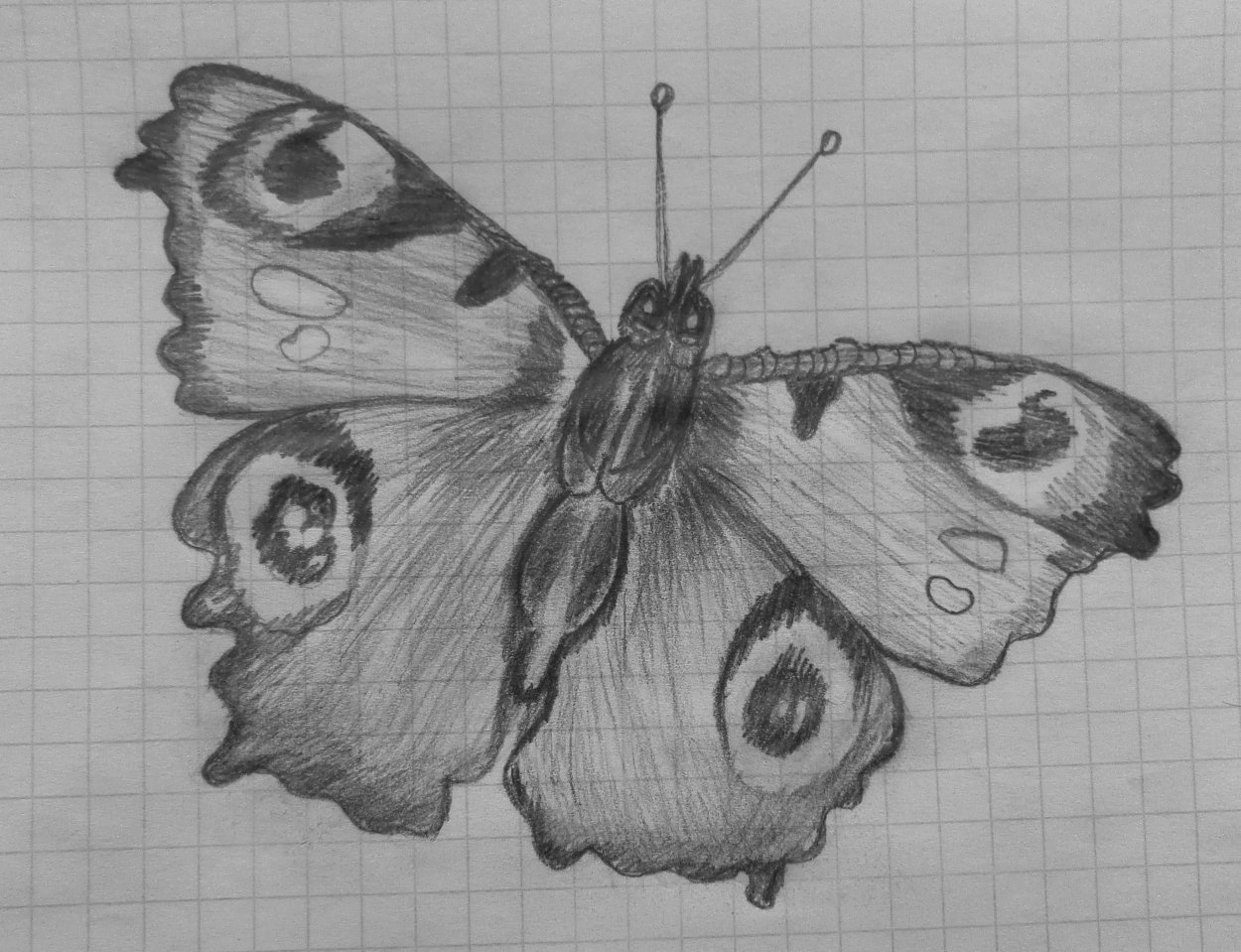 Зарисовки бабочек карандашом