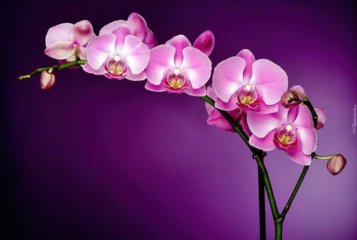 Орхидея агнес