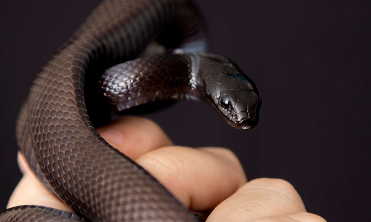 Черная королевская змея нигрита