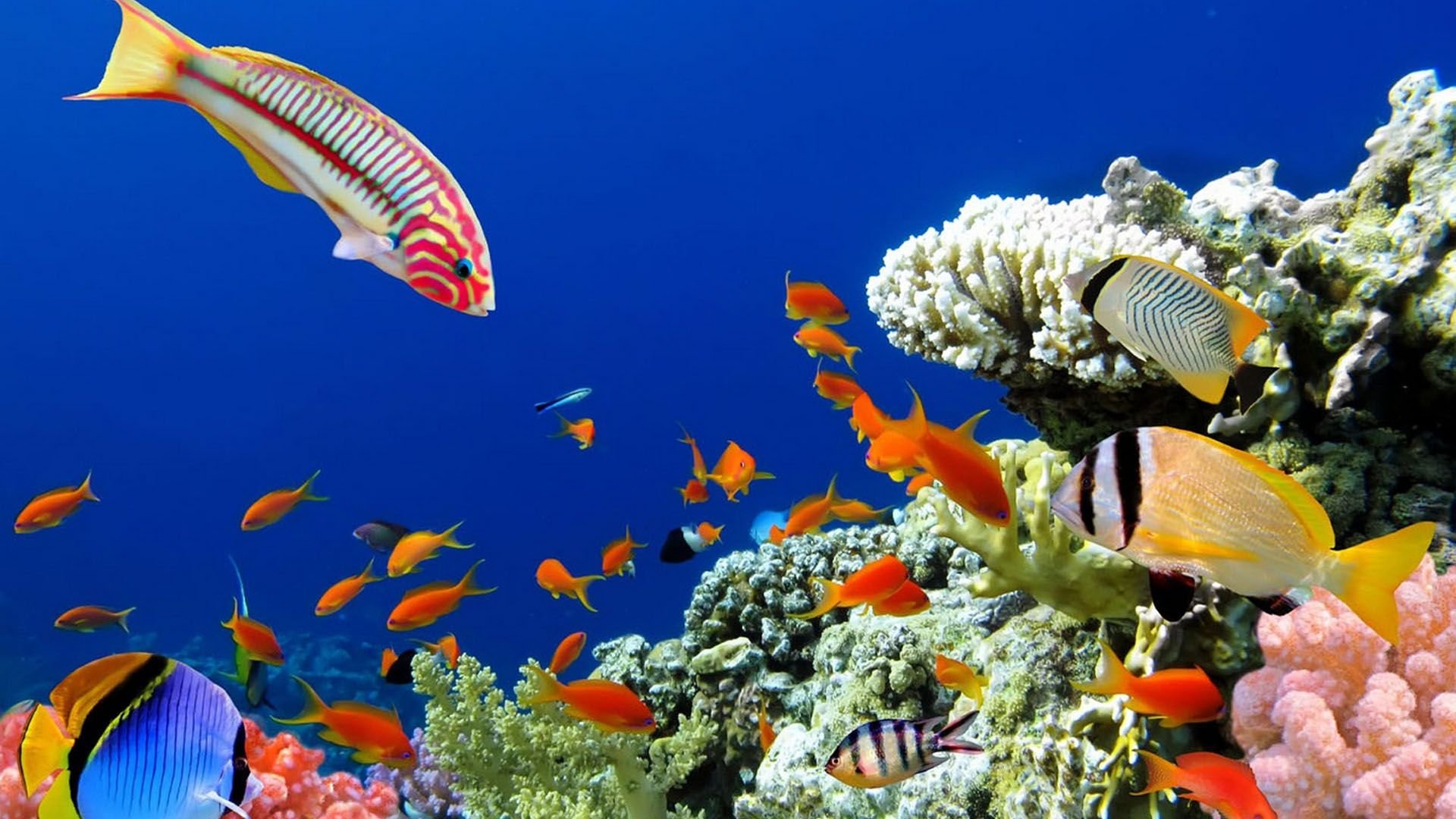 Обои на стол рыбки. Коралловые рифы красного моря. Тропические рыбки коралловый риф. Рыбки в океане. Кораллы с рыбками.