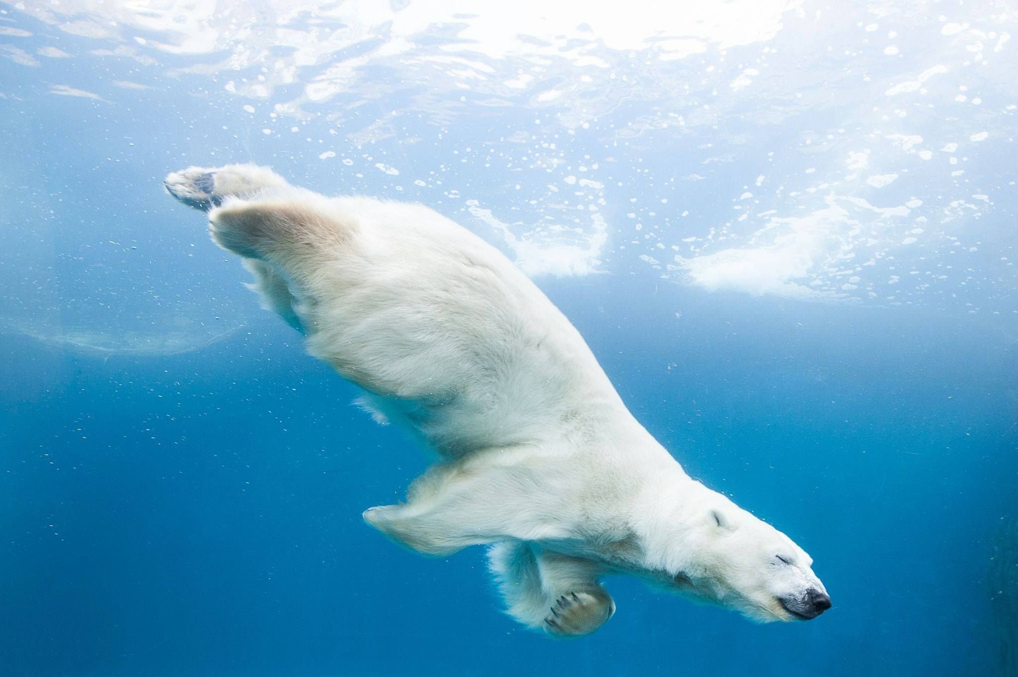 Белый медведь бег. Белый медведь. Белый медведь ныряет. Белый медведь в воде. Белый медведь плавает.