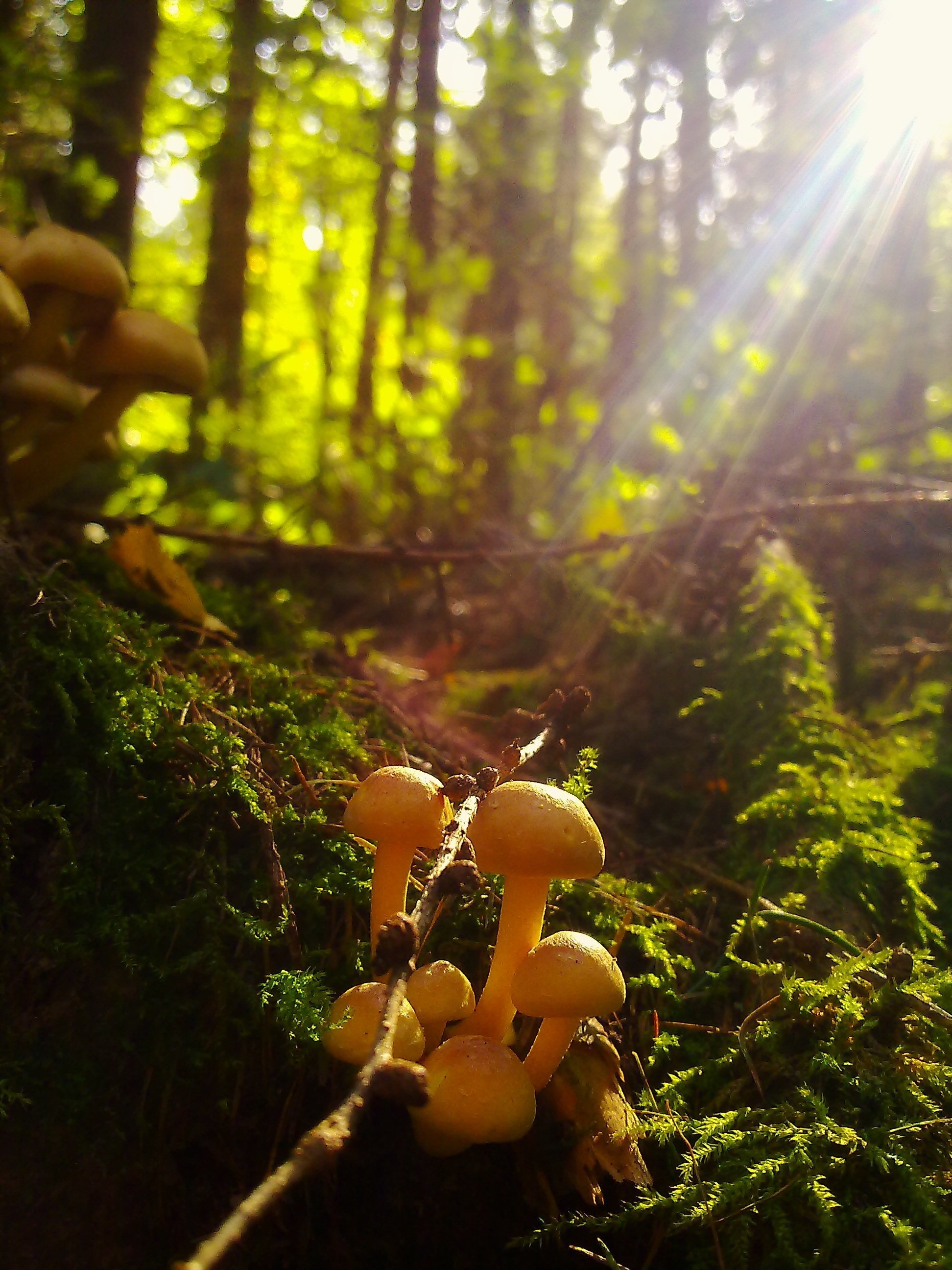 Грибы природа лес. Осенние грибы. Осень грибы. Красивые грибы в лесу. Грибы в осеннем лесу.