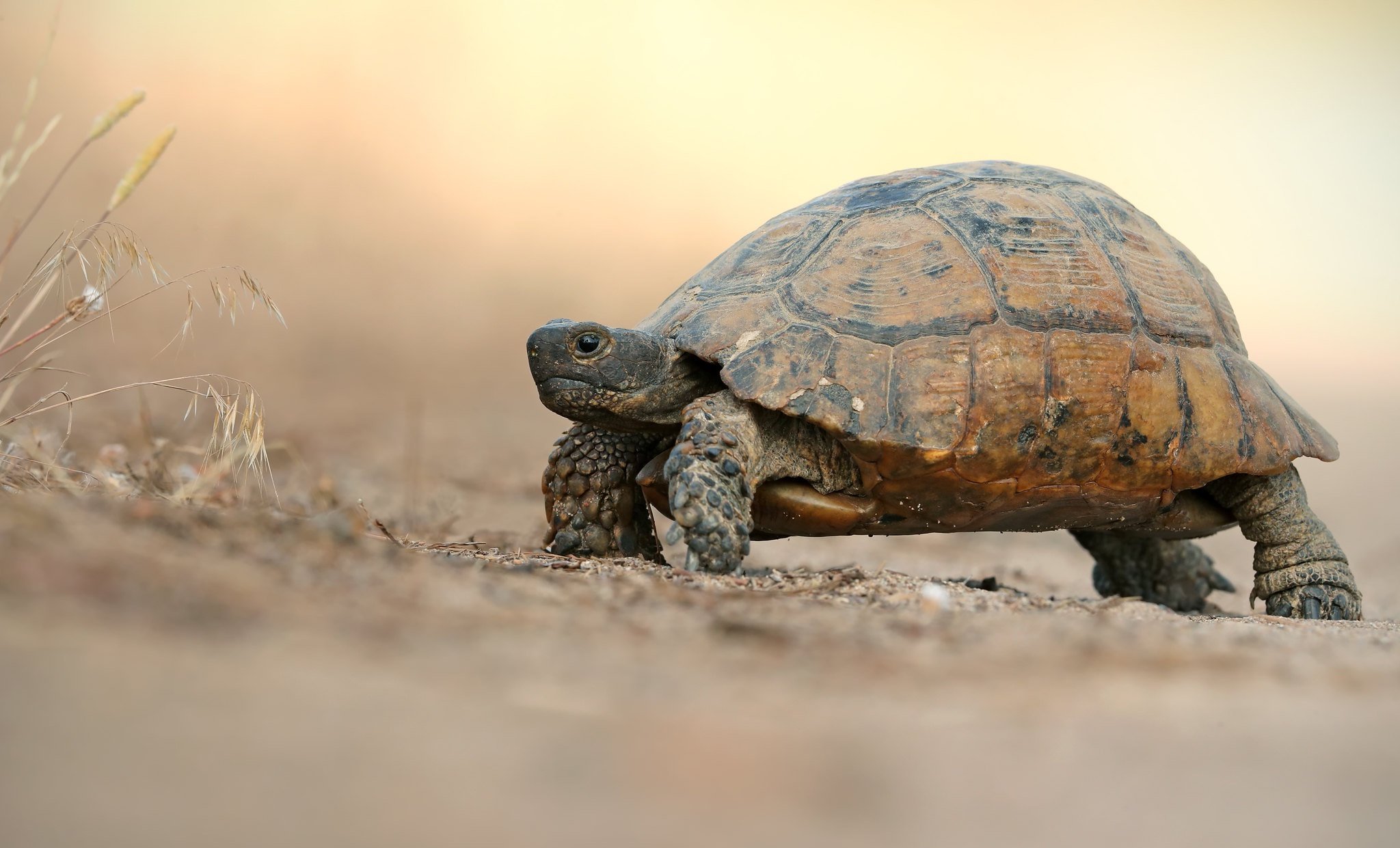 Черепаха медленно ползет. Среднеазиатская черепаха панцирь. Среднеазиатская черепаха в пустыне. Пресмыкающиеся черепахи. Сухопутная сухопутная черепаха.