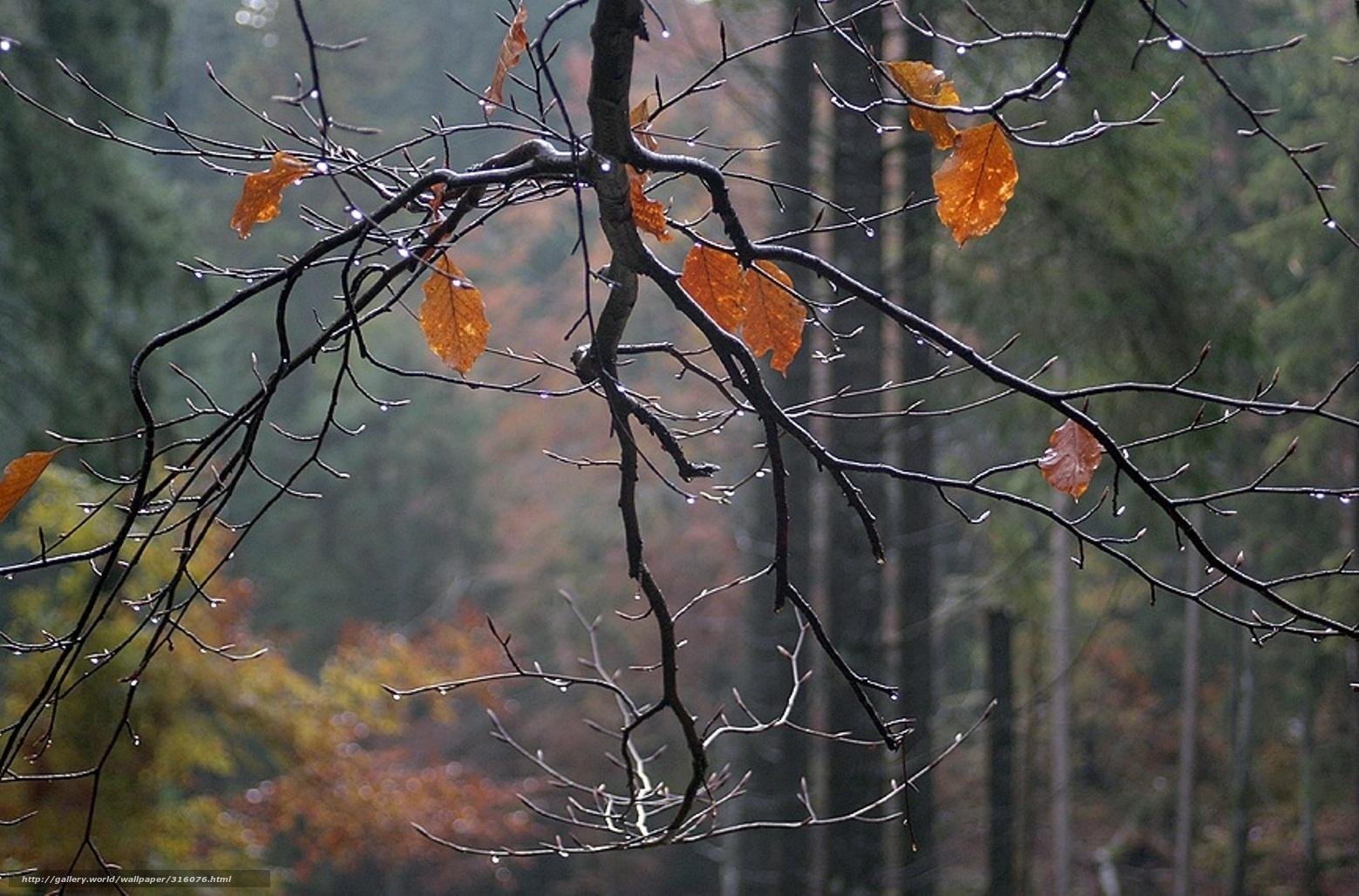 Звонкая пелена. Дождливая осень. Поздняя осень. Деревья поздней осенью. Дождь поздней осенью.