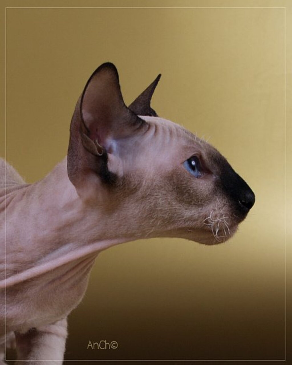 Рассмотрите фотографию кошки породы петерболд