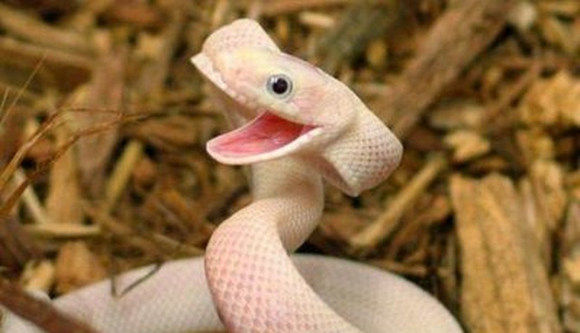 Глупые змеи. Белый Техасский полоз леуцист. Змея улыбается. Улыбка змеи. Милая змея.