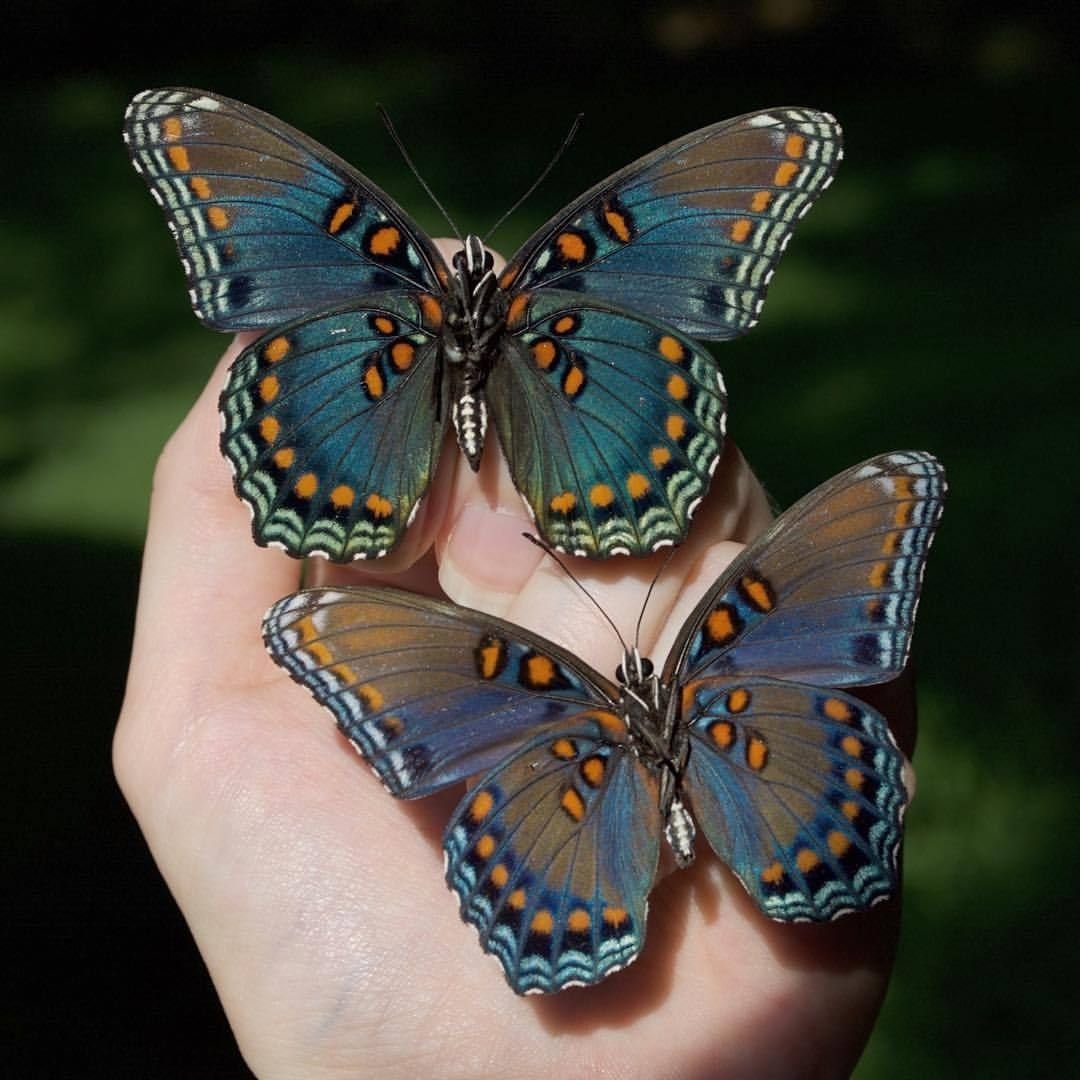 Разные крылья бабочек