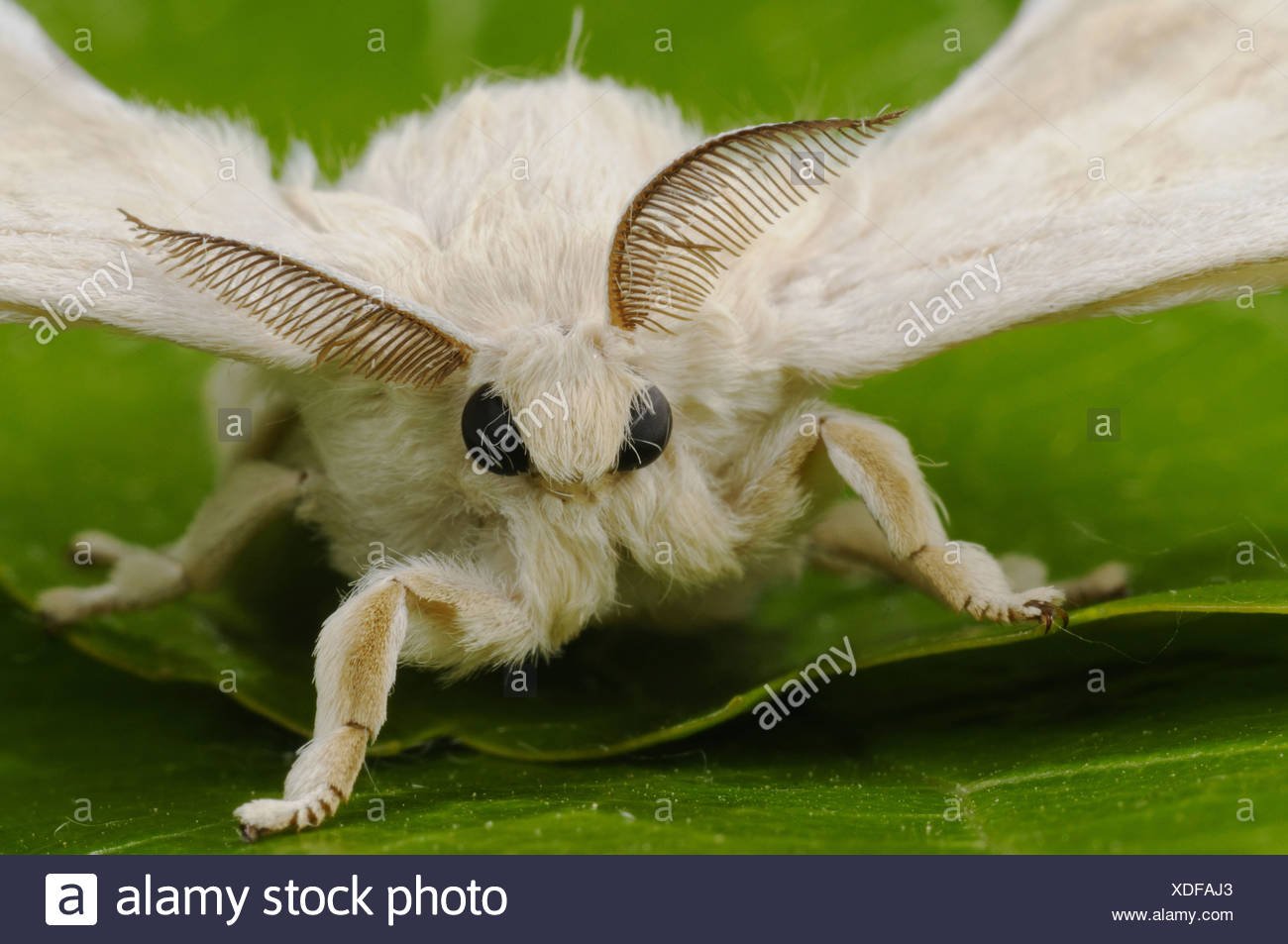Тутов шелкопряд фото. Венесуэльский пуделевый мотылек. Венесуэльский пуделевый мотылек тутовый шелкопряд. Тутовый шелкопряд бабочка. Венесуэльский пуделевый мотылек гусеница.
