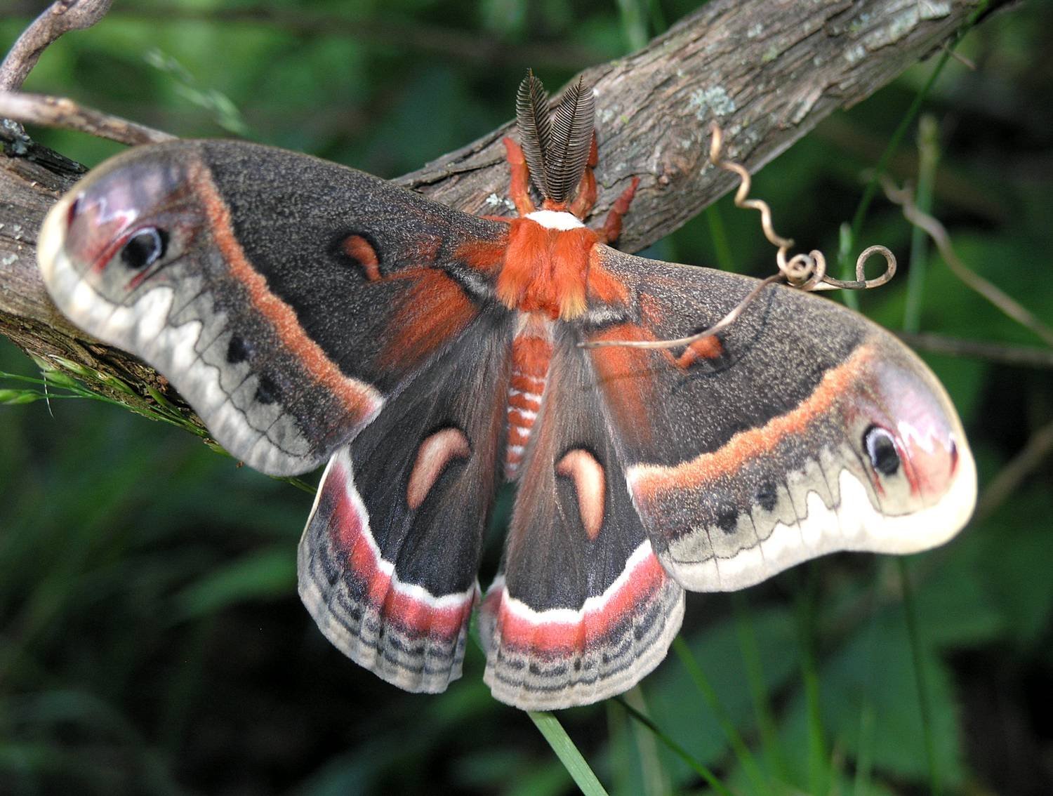 Крупные бабочки фото. Бабочка Сатурния Павлиноглазка. Глазчатый Бражник бабочка. Павлиноглазка цекропия (Hyalophora Cecropia). Бабочка Павлиноглазка цекропия.