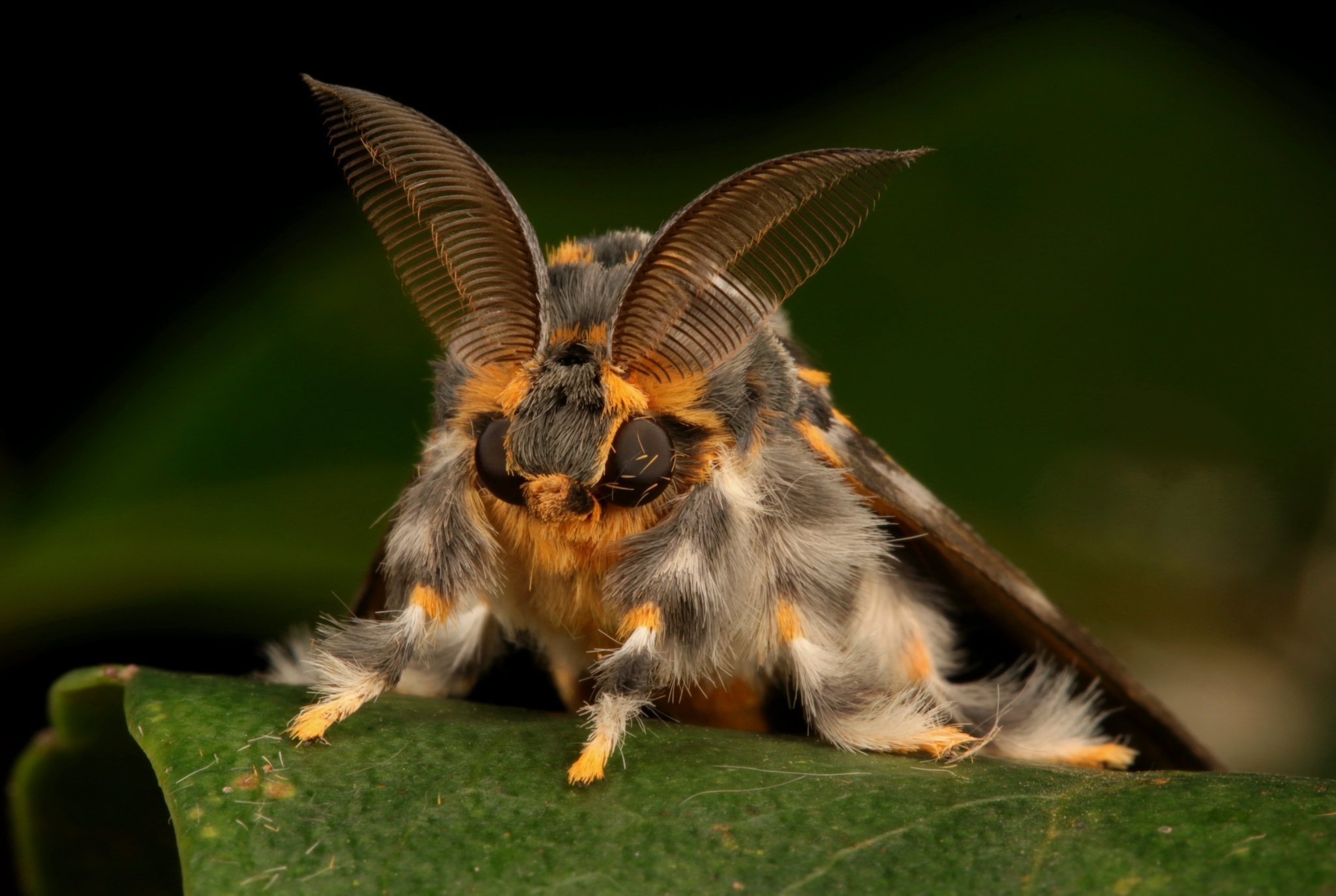 Мотылки. Венесуэльский пуделевый мотылек тутовый шелкопряд. Венесуэльский мотылёк-пудель. Тутовый шелкопряд бабочка. Пуделевый мотылек.