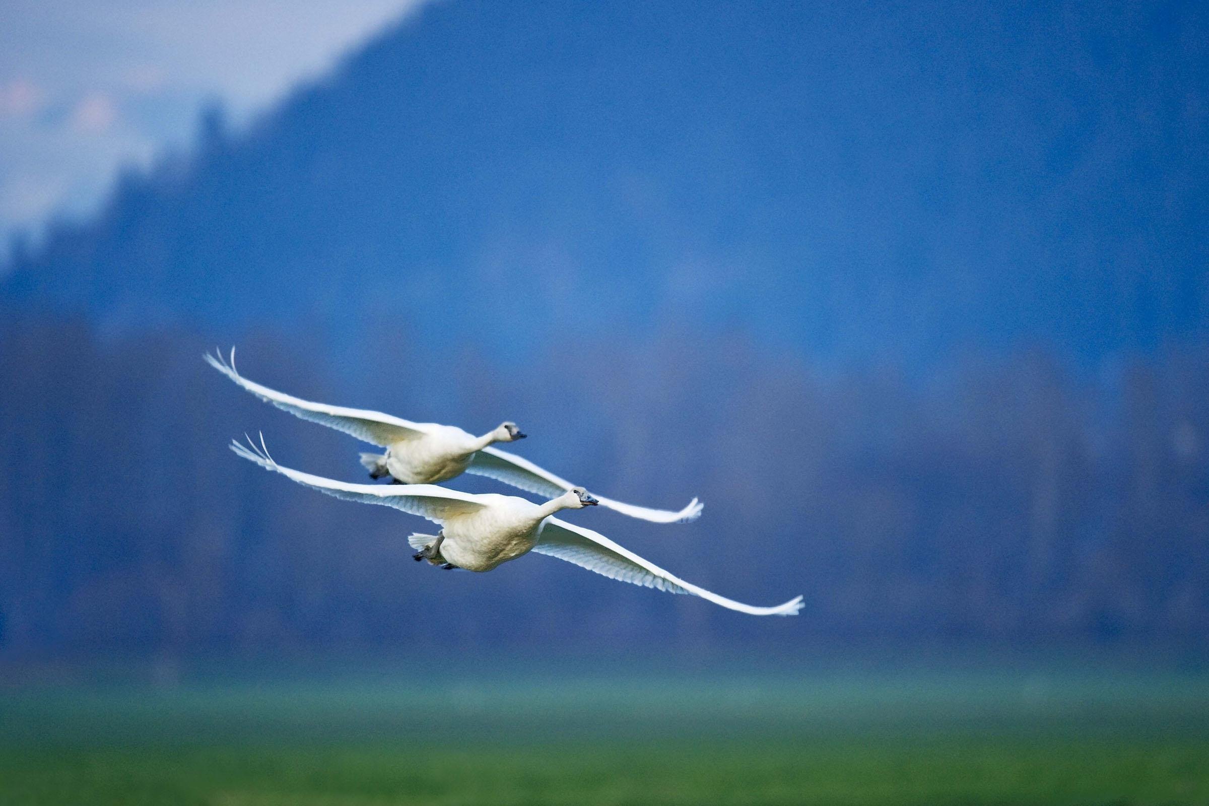 Полет белых лебедей. Полет птицы. Полет лебедя. Лебеди в небе. Лебедь в полете.