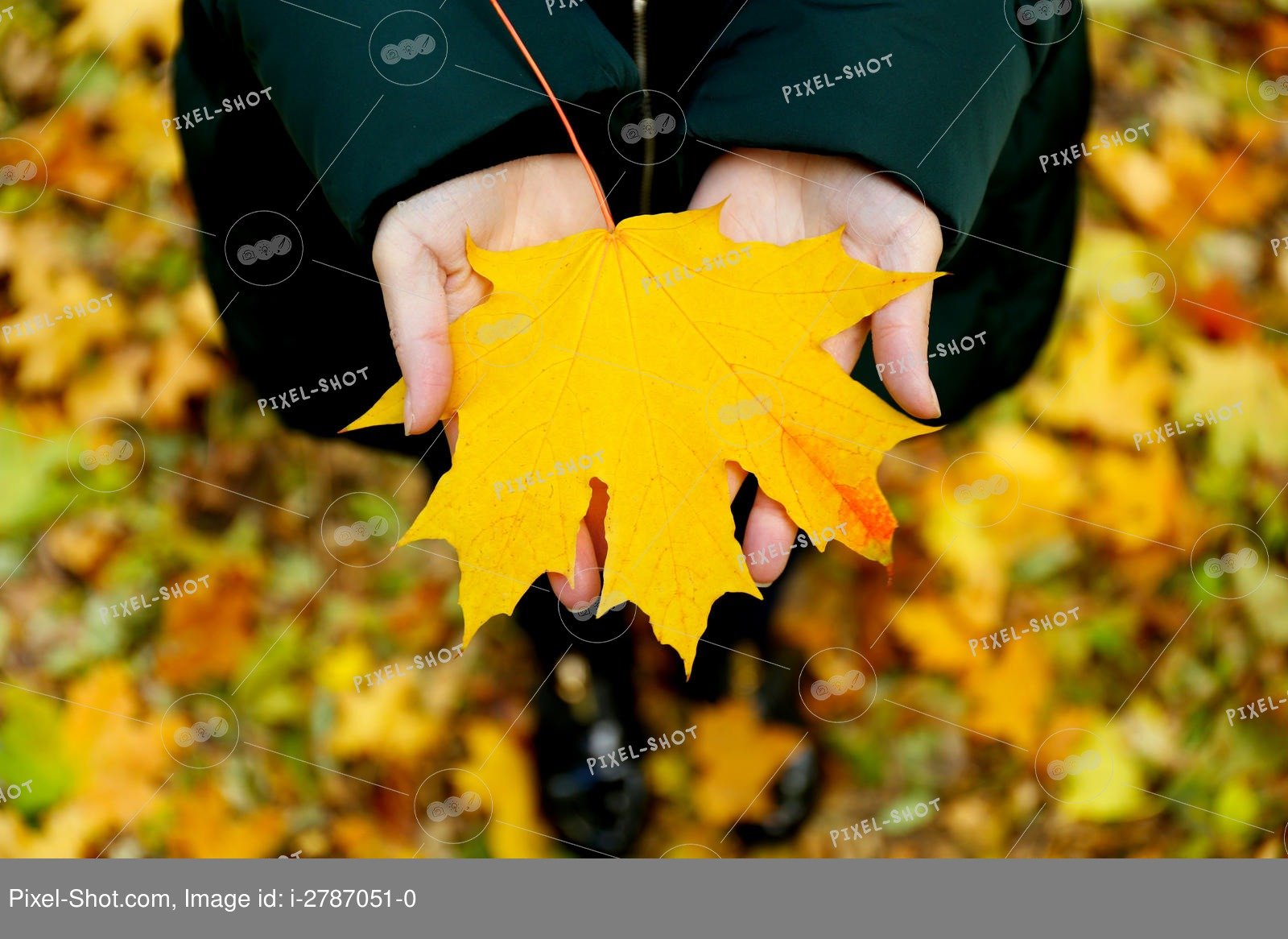 Да что говорить каждый осенний лист. Лист в руке. Осенние листья в руках. Кленовый лист в руке. Фотосессия осень желтые листья.