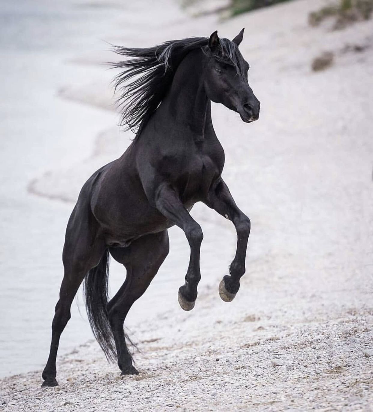 Черный про лошадей. Арабская чистокровная лошадь Вороная. Вороной Мустанг лошадь. Арабская порода лошадей Вороная. Серебристо Вороная лошадь.