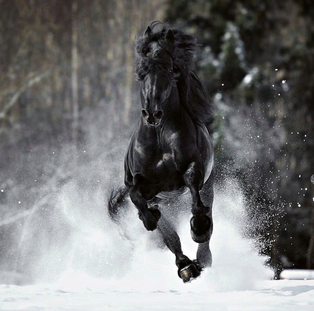 Черный конь скачет. Фризская лошадь Буцефал. Цыганская Вороная лошадь. Фризская лошадь галоп.