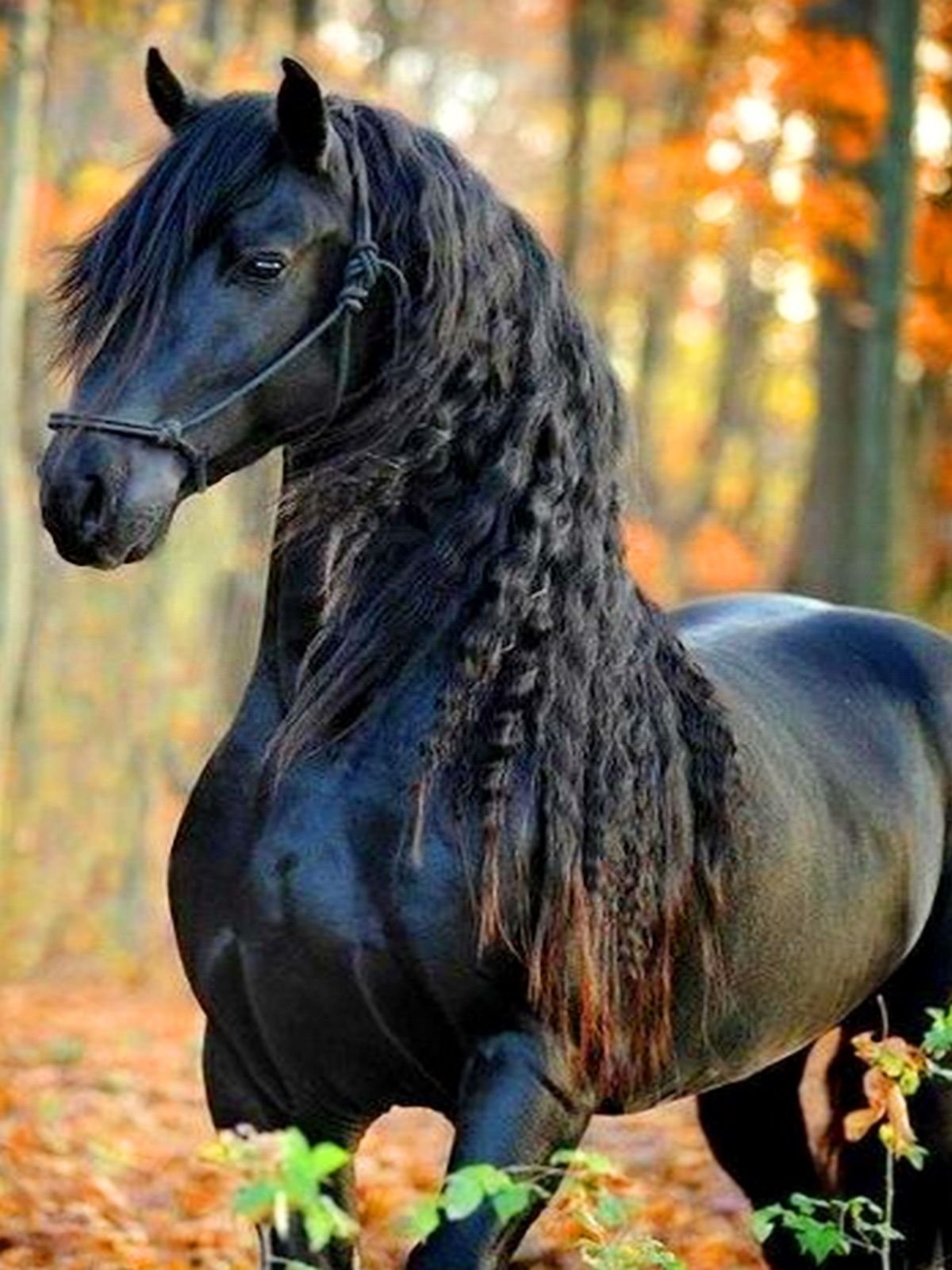 Хочу коня. Фризская порода лошадей Фридрих Великий. Фредерик Великий Фризская лошадь. Жеребец Фридрих Великий. Самая красивая лошадь в мире черный жеребец Фридрих Великий.