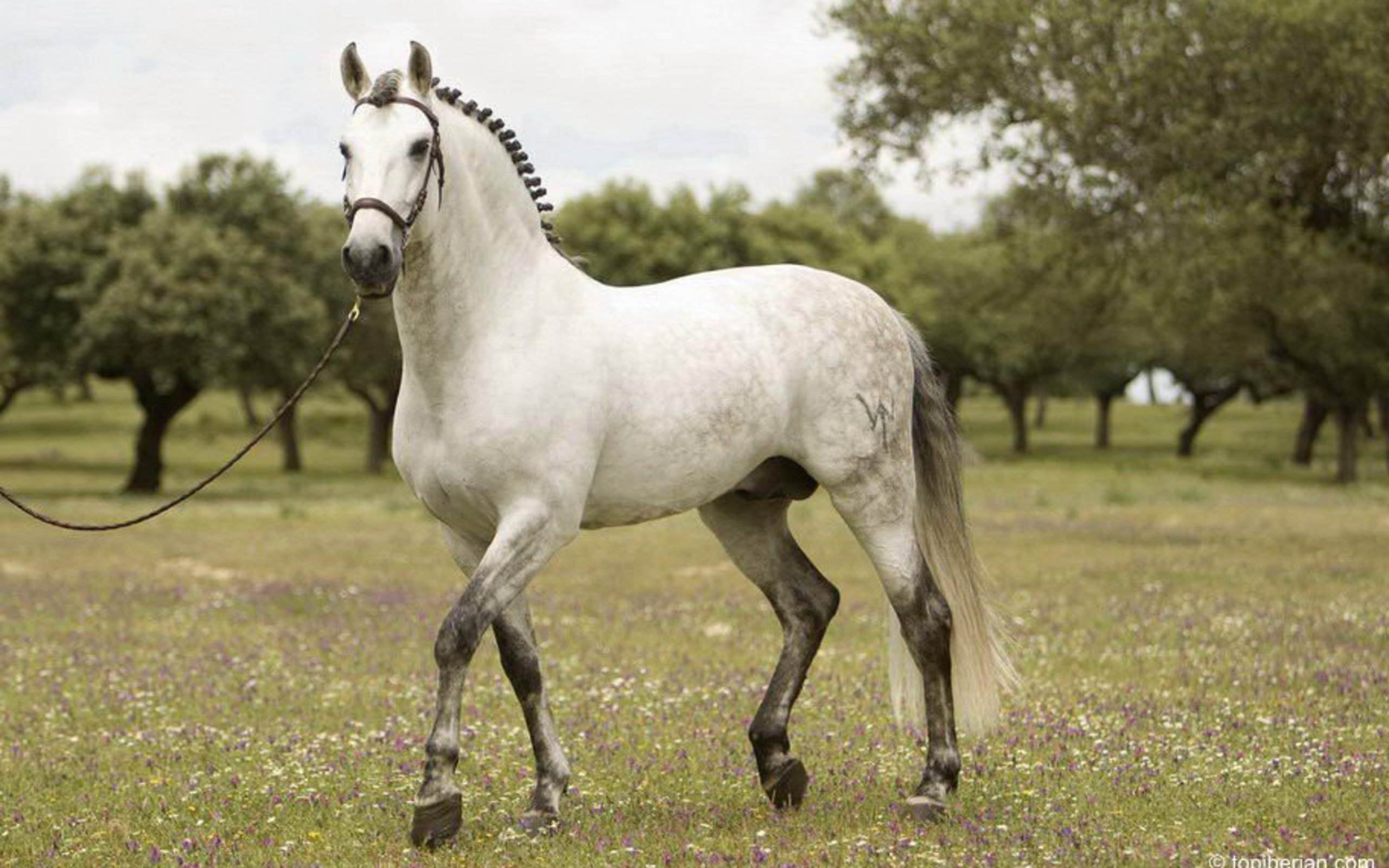 На сером коне. Липицианская порода лошадей. Андалузская лошадь серая. Андалузская порода лошадей. Липпицианская лошадь Вороная.