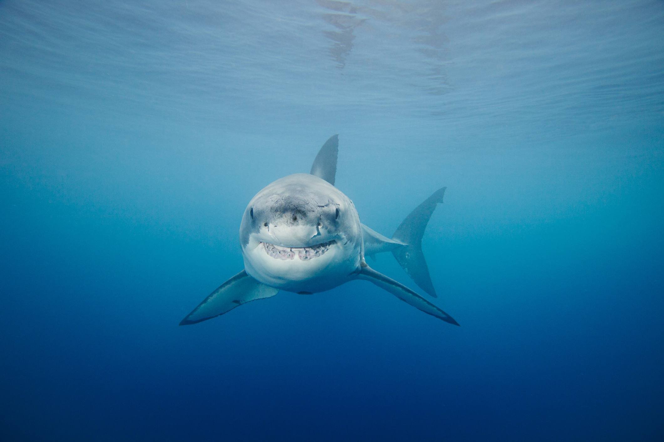 Про акул воды. Carcharodon carcharias. Белая акула. Большая белая акула. Подводный мир акулы.