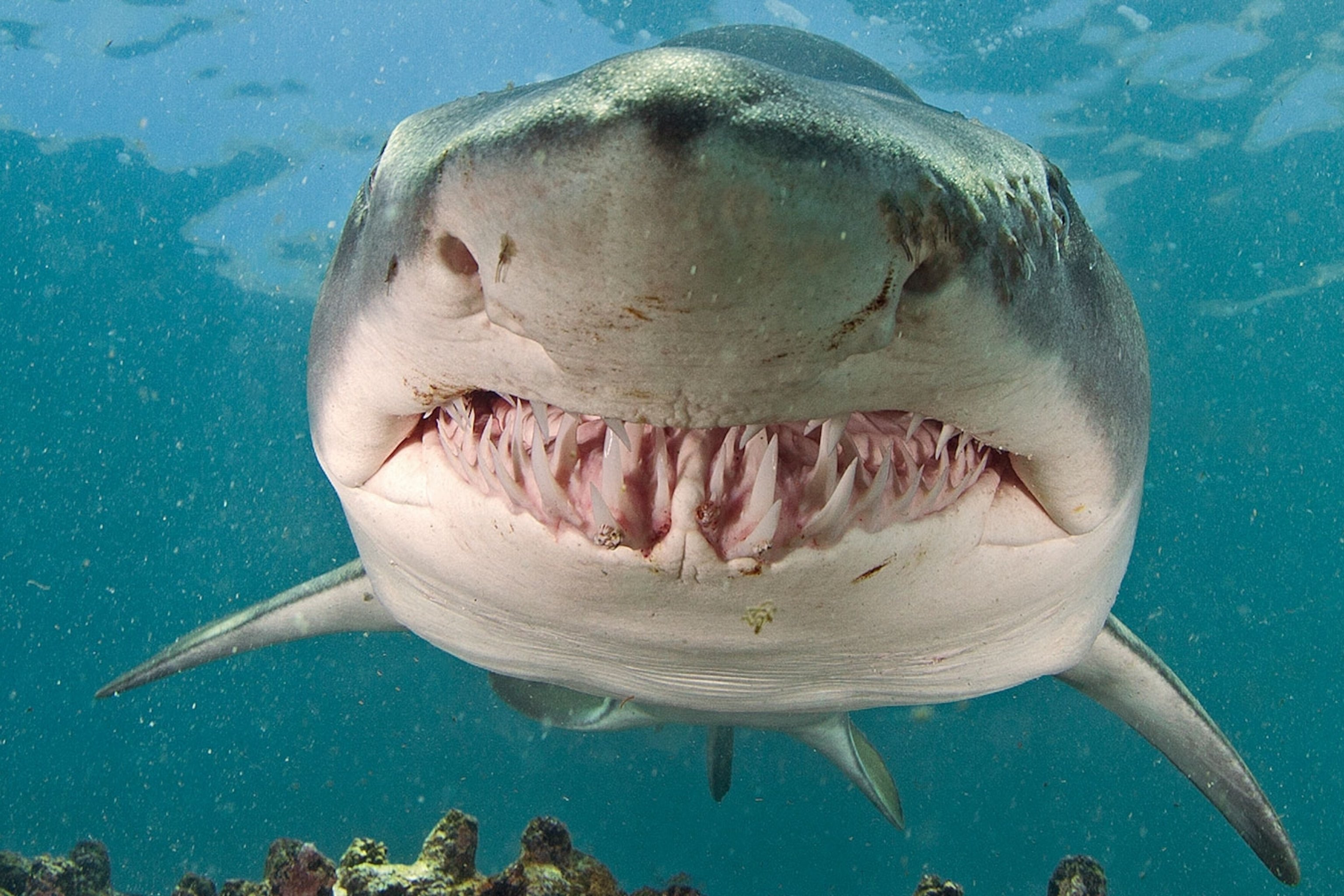 Самая большая пасть. Акула тигровая Шарк. Акула белая, акула-людоед, кархародон. Maneater тигровая акула. Тигровая акула и белая акула.